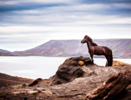 Island 2017 – von wunderbaren Pferde, einmaliger Natur und Enttäuschungen