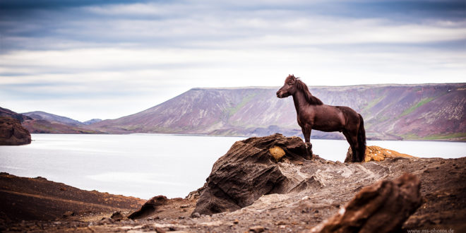Island 2017 – von wunderbaren Pferde, einmaliger Natur und Enttäuschungen